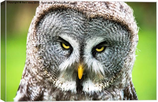  Angry Great Gray Owl  Canvas Print by Neil Vary