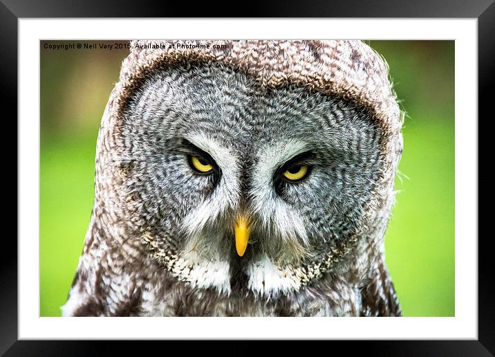  Angry Great Gray Owl  Framed Mounted Print by Neil Vary
