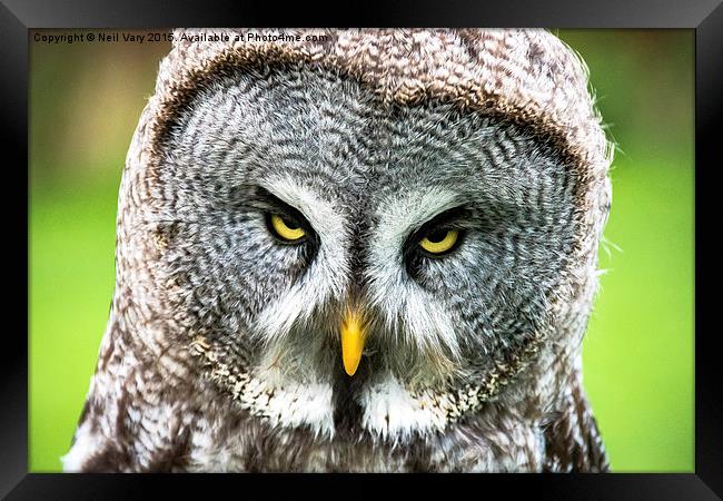 Angry Great Gray Owl  Framed Print by Neil Vary