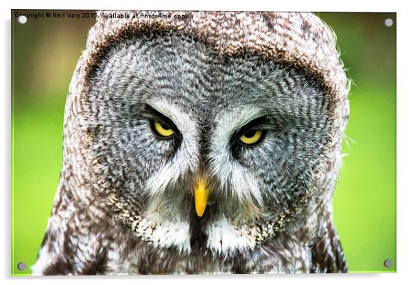  Angry Great Gray Owl  Acrylic by Neil Vary