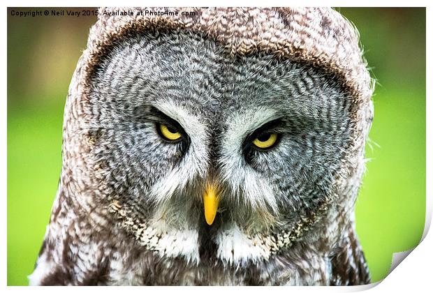  Angry Great Gray Owl  Print by Neil Vary