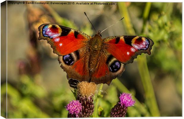  Peacock Butterfly Canvas Print by Sandi-Cockayne ADPS