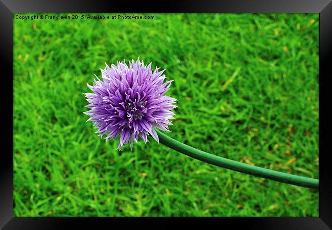  A fully grown chive Framed Print by Frank Irwin