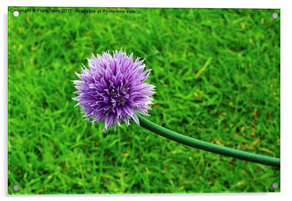  A fully grown chive Acrylic by Frank Irwin
