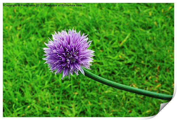  A fully grown chive Print by Frank Irwin