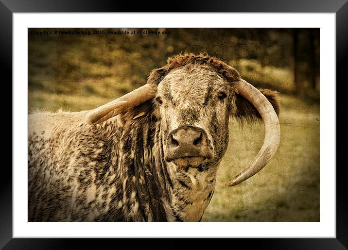 English Longhorn Cattle Framed Mounted Print by rawshutterbug 