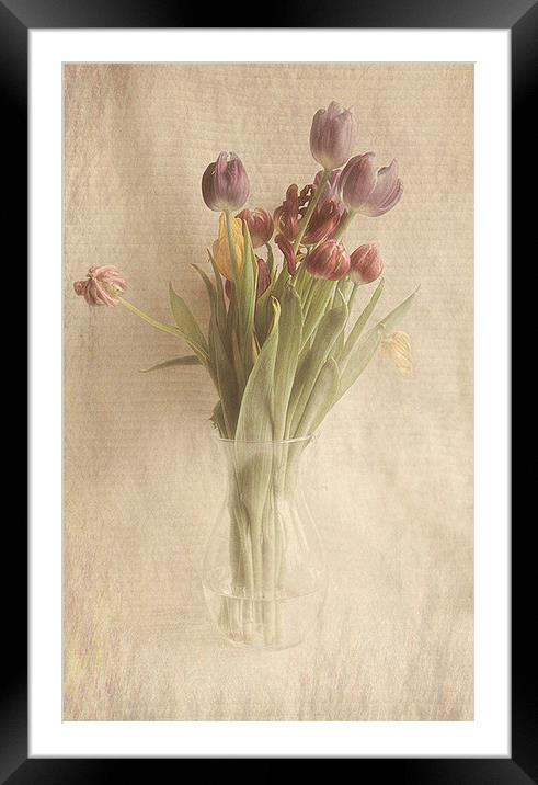  Tulips Framed Mounted Print by karen shivas