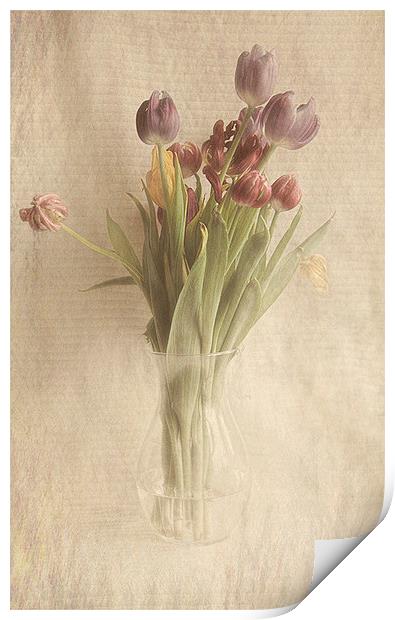  Tulips Print by karen shivas