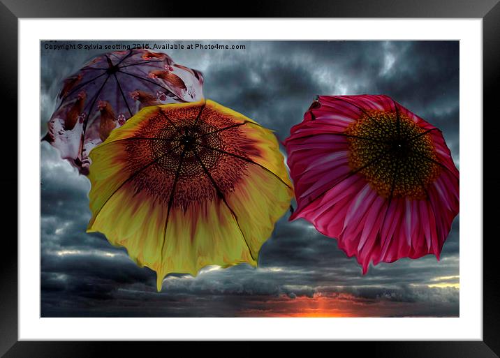  Flight of the umbrellas  Framed Mounted Print by sylvia scotting