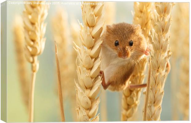  Harvest mouse in wheat stalks Canvas Print by Izzy Standbridge
