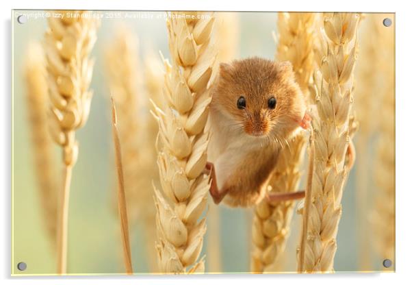  Harvest mouse in wheat stalks Acrylic by Izzy Standbridge