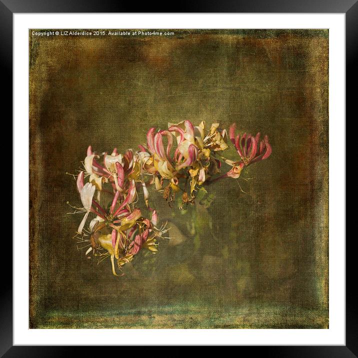  Honeysuckle Flowers Framed Mounted Print by LIZ Alderdice