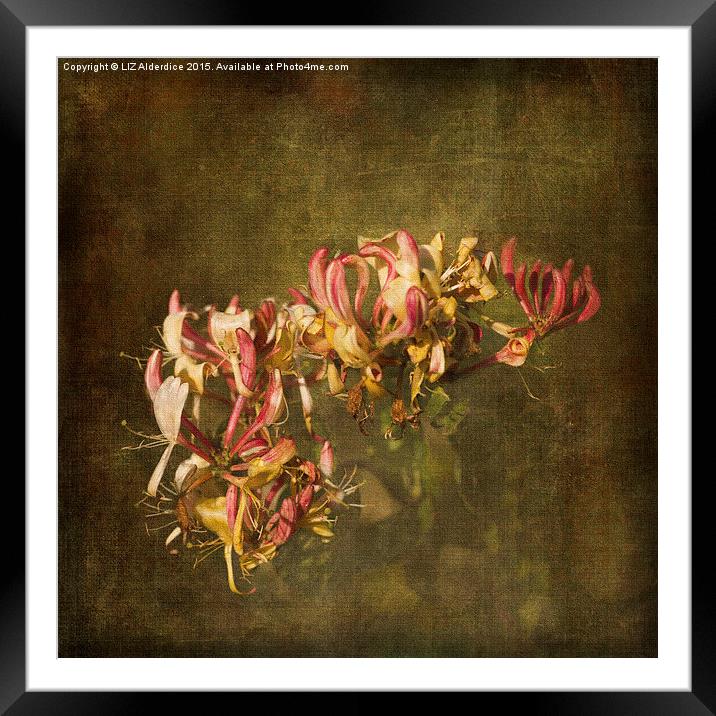  Honeysuckle Flowers (2) Framed Mounted Print by LIZ Alderdice