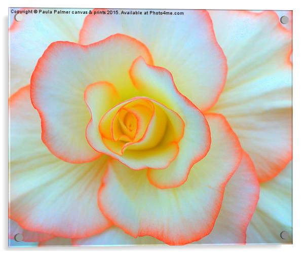  Begonia flower Acrylic by Paula Palmer canvas