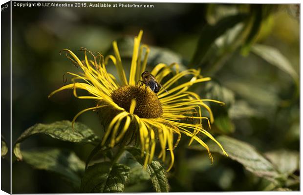  Inula Flower with Bee Canvas Print by LIZ Alderdice