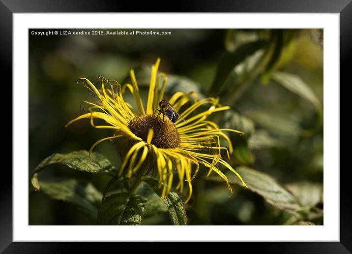  Inula Flower with Bee Framed Mounted Print by LIZ Alderdice