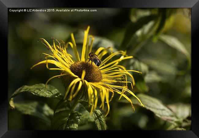  Inula Flower with Bee Framed Print by LIZ Alderdice