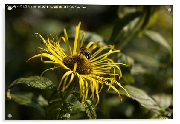  Inula Flower with Bee Acrylic by LIZ Alderdice