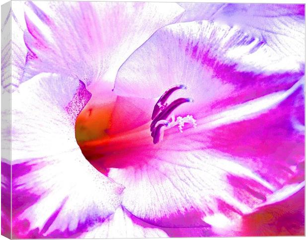  Soft Art Photograph Gladiolus Flower Canvas Print by Sue Bottomley