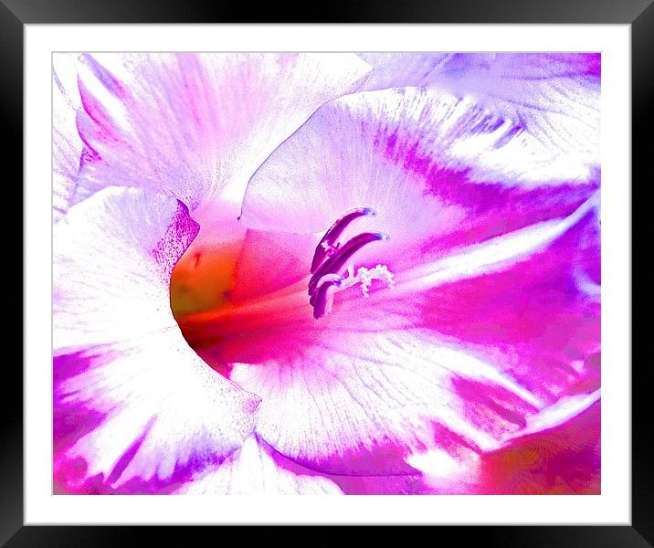  Soft Art Photograph Gladiolus Flower Framed Mounted Print by Sue Bottomley