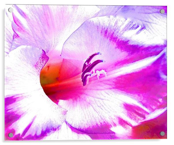  Soft Art Photograph Gladiolus Flower Acrylic by Sue Bottomley