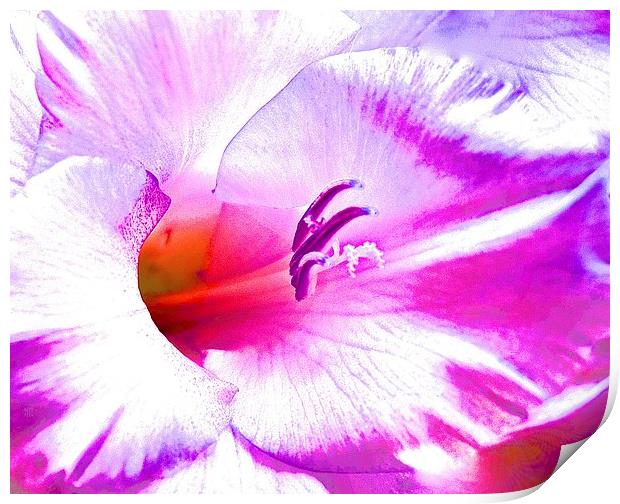  Soft Art Photograph Gladiolus Flower Print by Sue Bottomley
