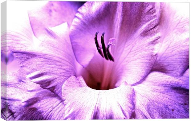 Purple soft shade Gladiolus flower  Canvas Print by Sue Bottomley