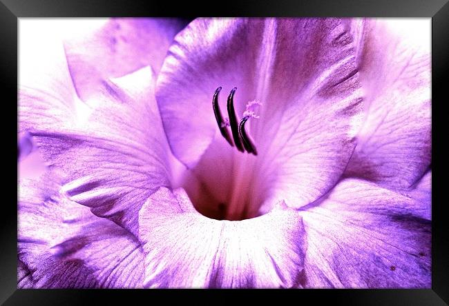 Purple soft shade Gladiolus flower  Framed Print by Sue Bottomley