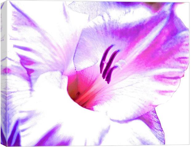  Gladiolus flower purple and pink shades Canvas Print by Sue Bottomley