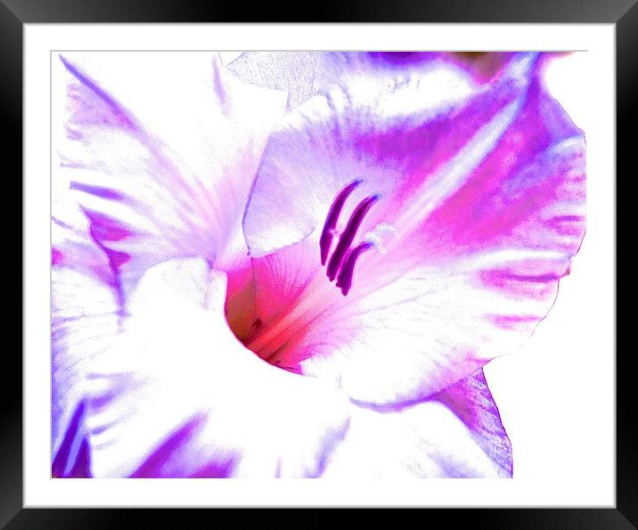  Gladiolus flower purple and pink shades Framed Mounted Print by Sue Bottomley
