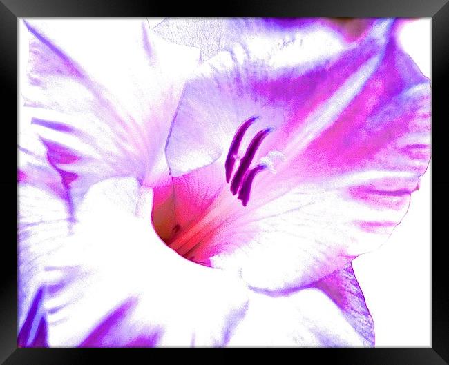  Gladiolus flower purple and pink shades Framed Print by Sue Bottomley