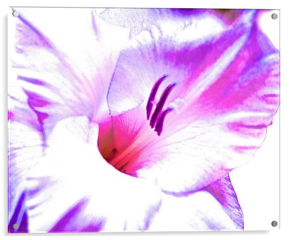  Gladiolus flower purple and pink shades Acrylic by Sue Bottomley