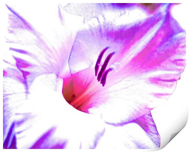  Gladiolus flower purple and pink shades Print by Sue Bottomley