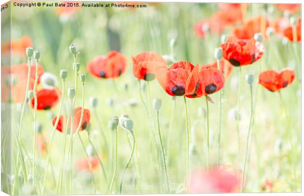  Poppies Canvas Print by Paul Bate