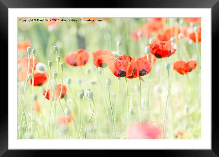  Poppies Framed Mounted Print by Paul Bate