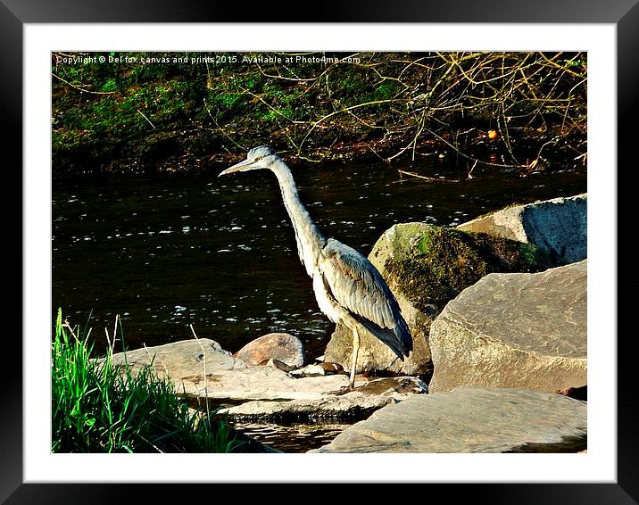  juvenille grey heron Framed Mounted Print by Derrick Fox Lomax