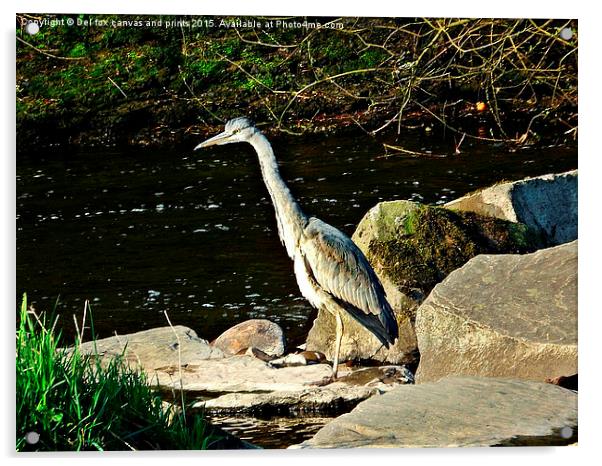  juvenille grey heron Acrylic by Derrick Fox Lomax