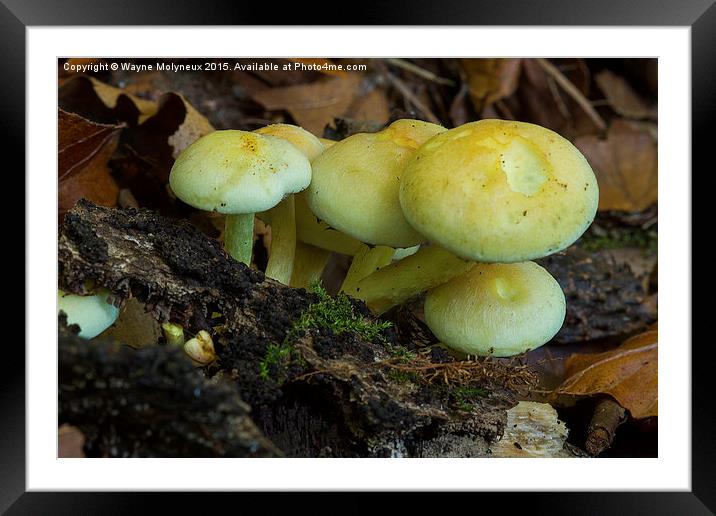  Sulphur Tufts Framed Mounted Print by Wayne Molyneux