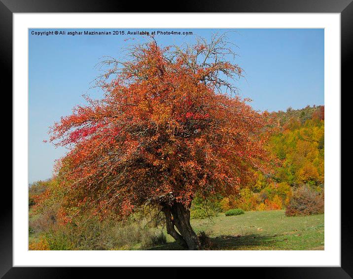  Autumn beauty, Framed Mounted Print by Ali asghar Mazinanian