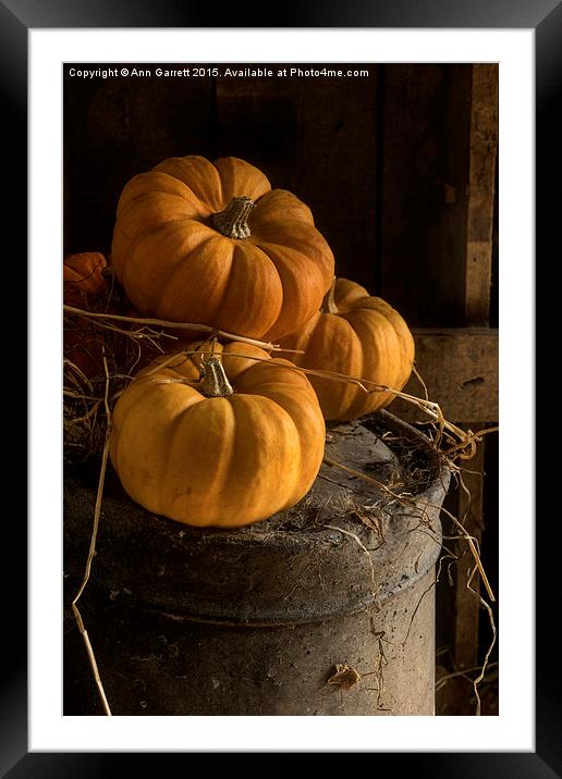 Three Pumpkins on a Bucket Framed Mounted Print by Ann Garrett