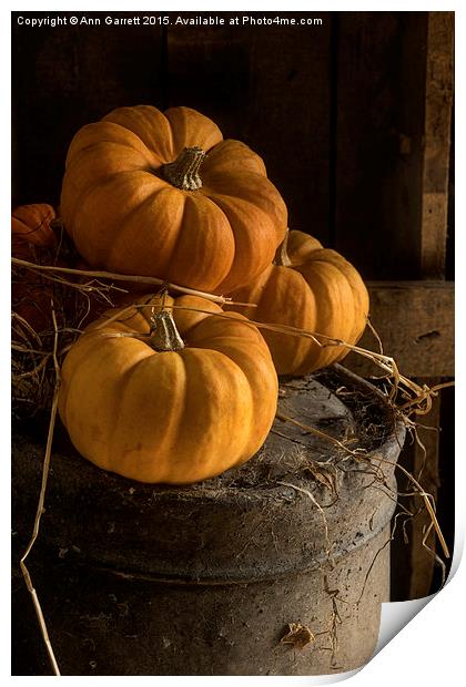 Three Pumpkins on a Bucket Print by Ann Garrett