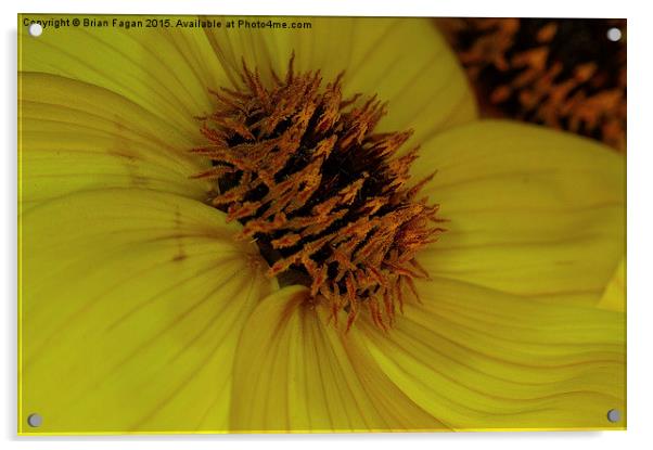  Yellow Dahlia Acrylic by Brian Fagan
