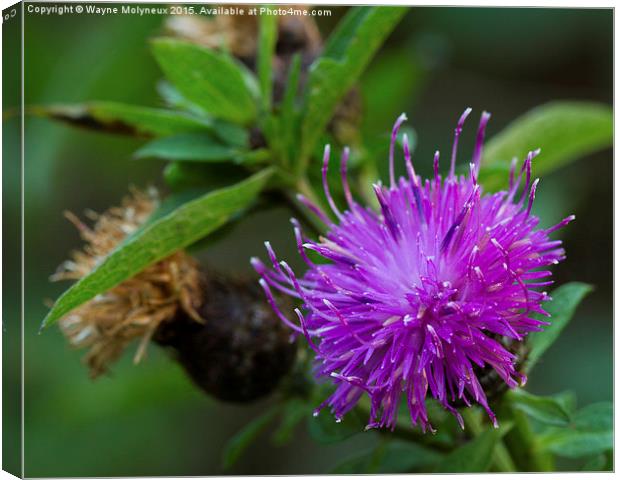 Brown Knapweed Canvas Print by Wayne Molyneux