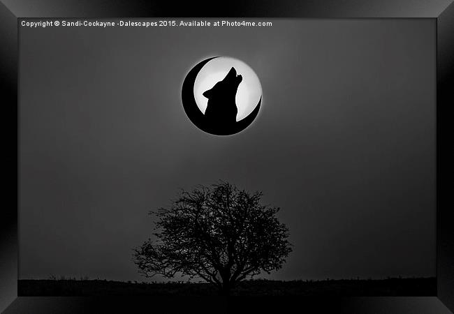  Howling Wolf Framed Print by Sandi-Cockayne ADPS