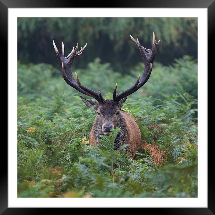  Time to back away slowly Framed Mounted Print by Nigel Jones