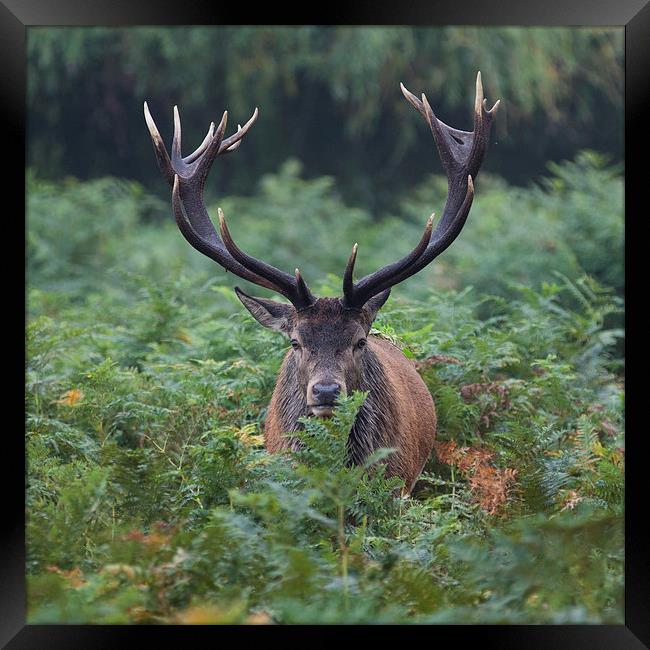  Time to back away slowly Framed Print by Nigel Jones