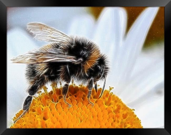  Bumblebee Framed Print by Debra Kelday