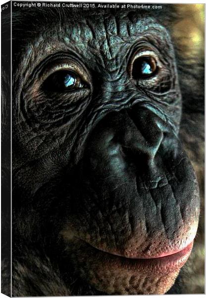 Chimpanzee Canvas Print by Richard Cruttwell