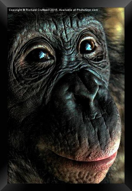  Chimpanzee Framed Print by Richard Cruttwell