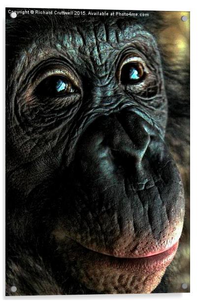  Chimpanzee Acrylic by Richard Cruttwell